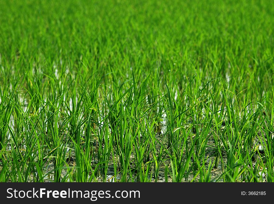 Rice fields or paddies in Burma. Rice fields or paddies in Burma