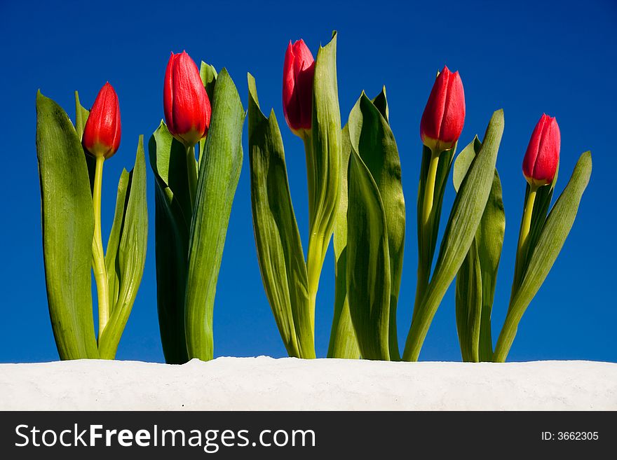 Red Tulips Looking Up Against Bright Blue Sky. Red Tulips Looking Up Against Bright Blue Sky