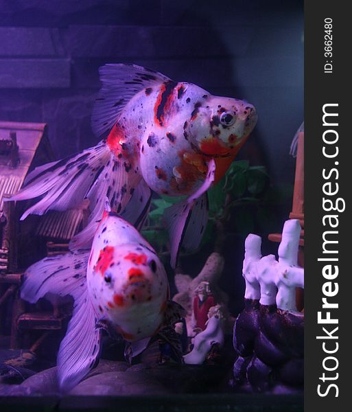 In night,  Nice looking fishs
many species popular in home. In night,  Nice looking fishs
many species popular in home