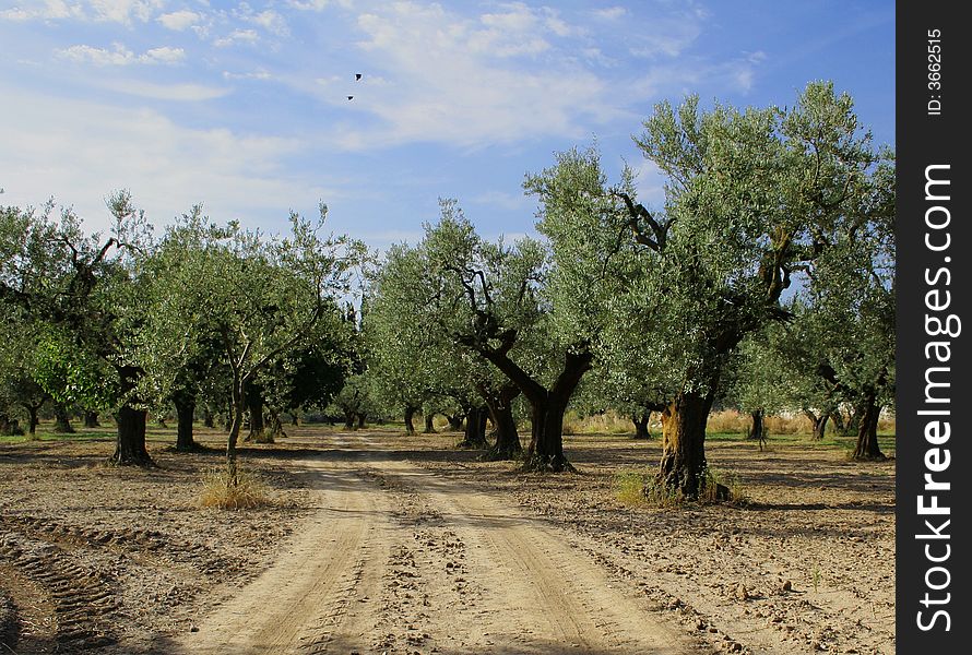 Landspace With Olives