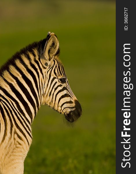 A portrait of a zebra foal.