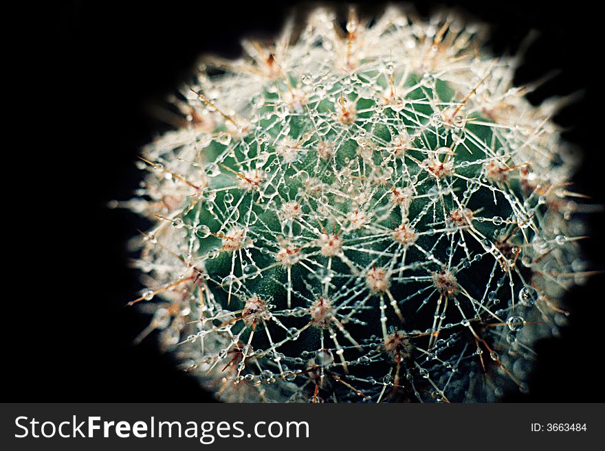 Green exotic prickly flower a cactus