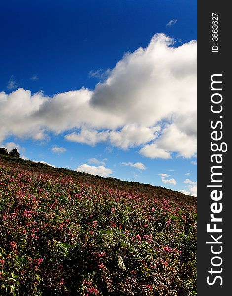 Flower field over clear blue sky. Flower field over clear blue sky