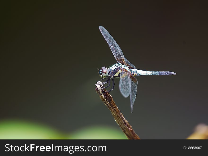 Black and white dragonfly with black background