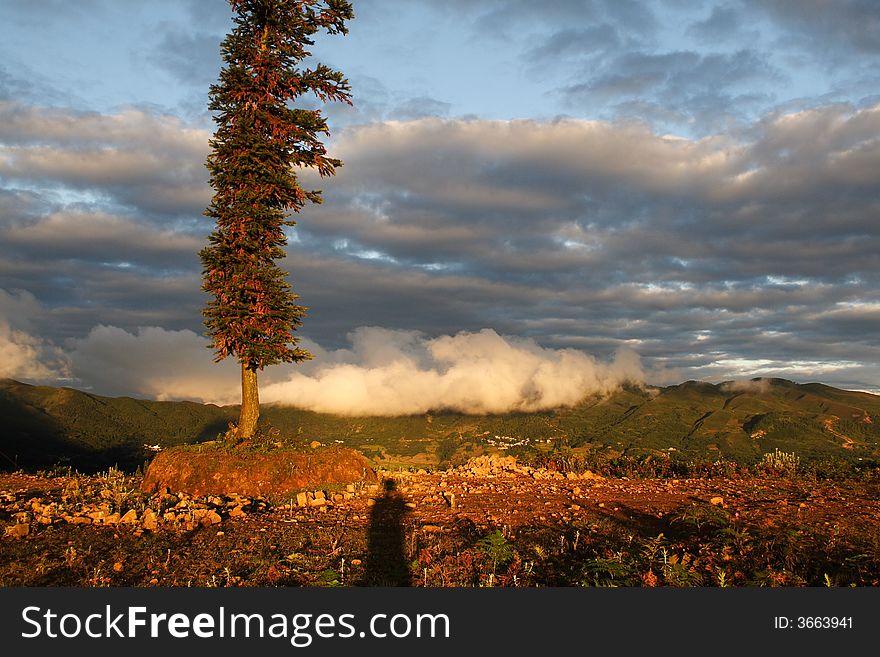 A tree bathing moring sunshine with the sadow of the photographer