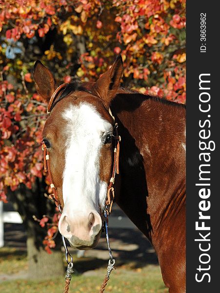 Americn Paint horse in western bridle in front of autumn leaves. Americn Paint horse in western bridle in front of autumn leaves.