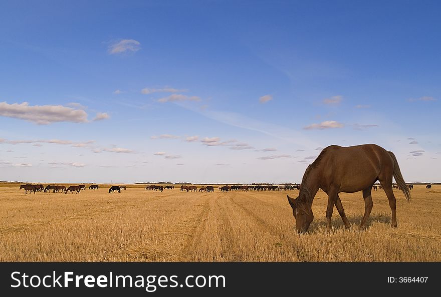 The horse is grazed on a field, filled with the sun