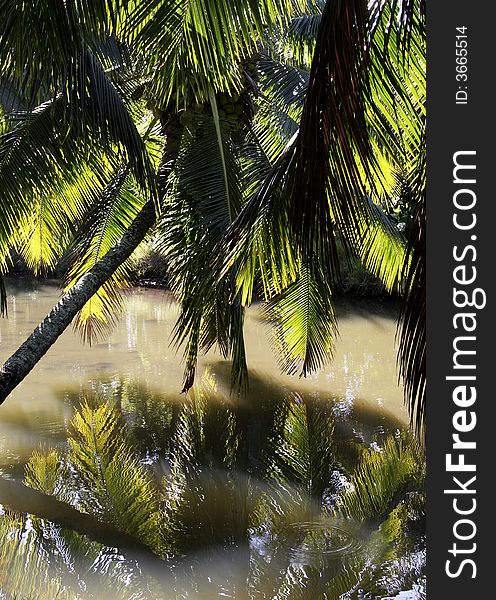Palm tree overhanging a murky river. Palm tree overhanging a murky river