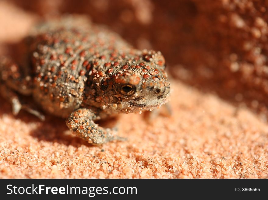 Tiny toad living in the sands of Valley of Fire, Nevada. Tiny toad living in the sands of Valley of Fire, Nevada.