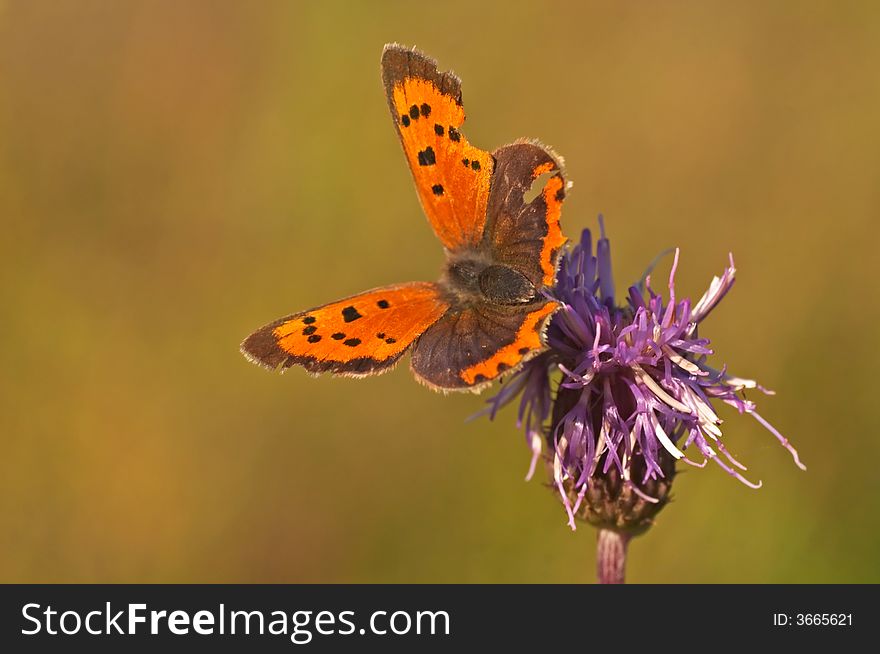 Butterfly, Lycaena on a flower (Czech)