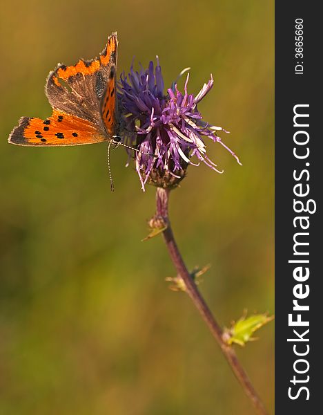 Butterfly, Lycaena on a flower (Czech)