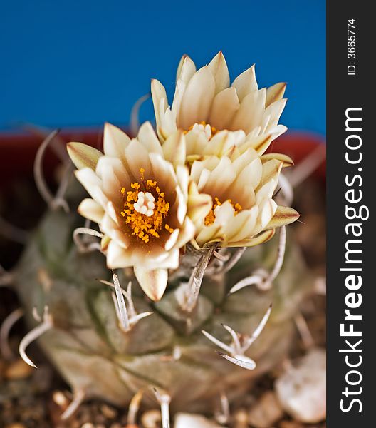 Turbinicarpus macrochele cactus with flowers