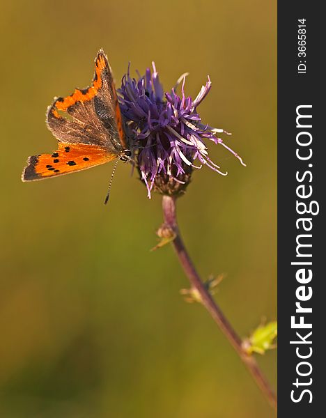 Butterfly, Lycaena on a flower (Czech)