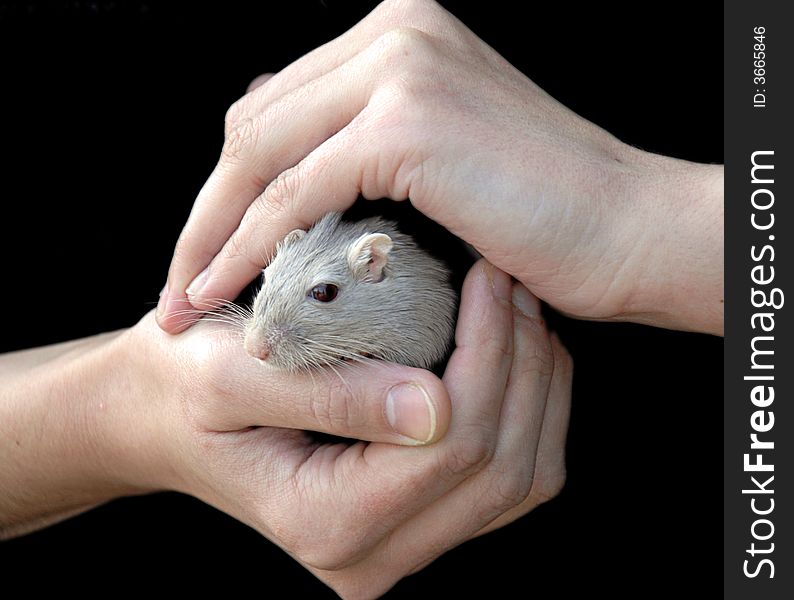 Woman's hands, holding a mouse. Woman's hands, holding a mouse
