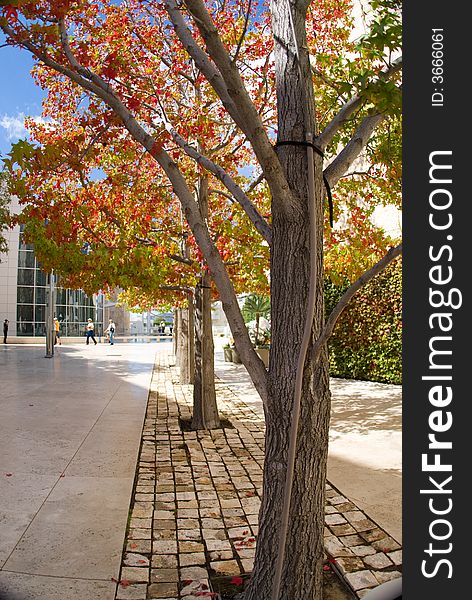 Autumn trees in concrete environment