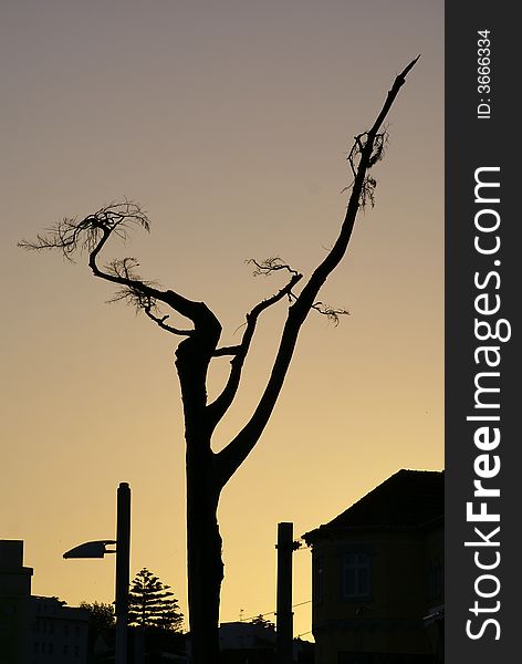A dead tree at sunset