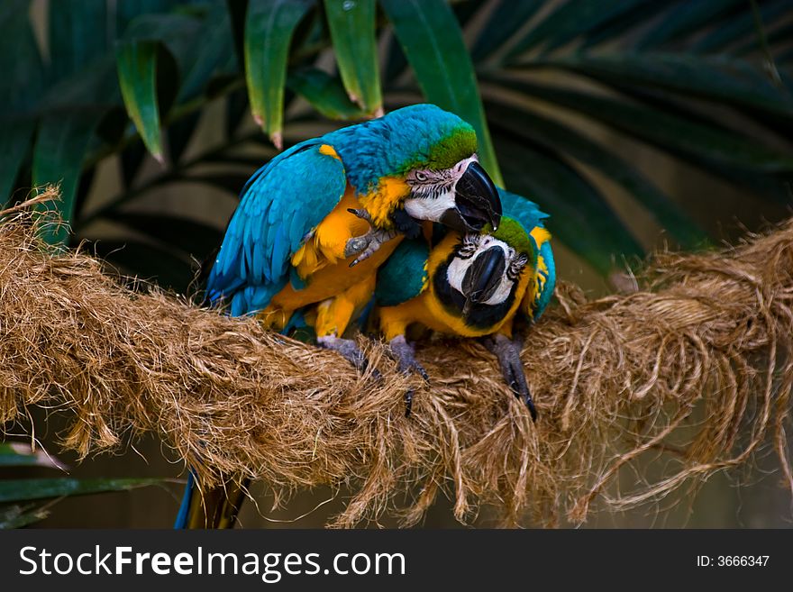 A photo of a pair of parrots fighting or playing?