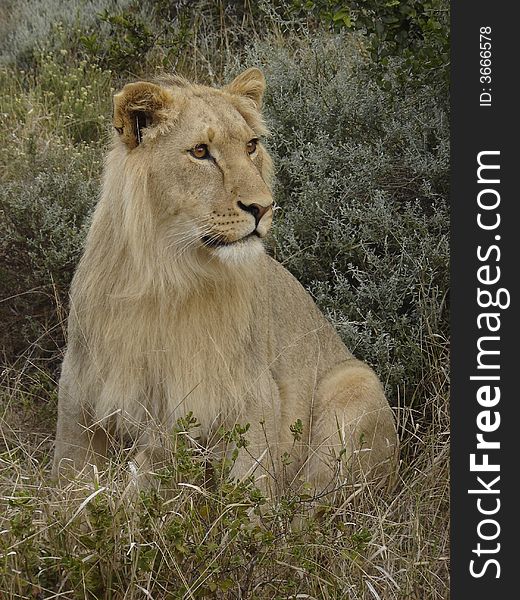 Young male lion looking at something in the bush. Young male lion looking at something in the bush
