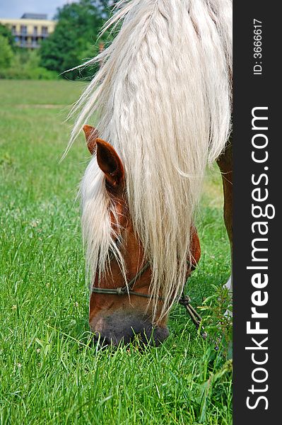Horse of profile grazing grass of meadow