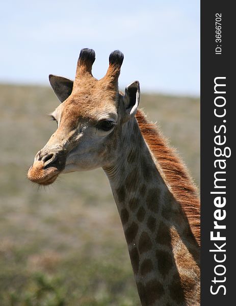 Portrait of a giraffe in the African landscape. Portrait of a giraffe in the African landscape