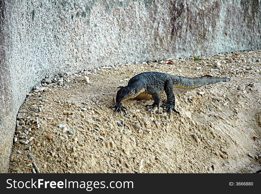 A Varan walk though a beach on the island of lang tengah, Kuala Terrenganu in Malaysia