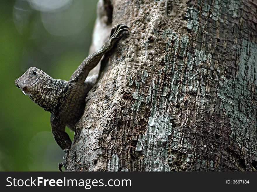 A Small Varan walk on a tree in a forest of High Montains region in Malaysia