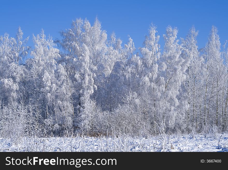 A winter forest, just after the snowfall