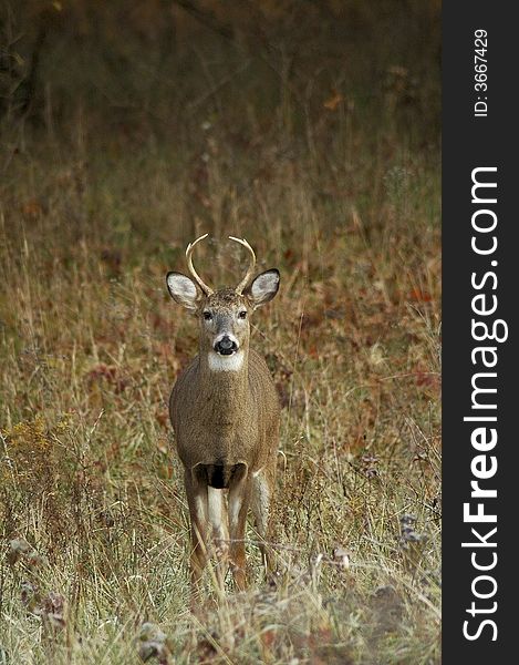 Four point buck in the meadow.