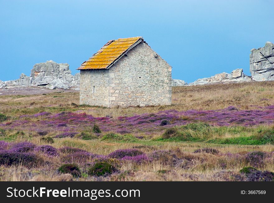 A forsaken hut in a wild meadow