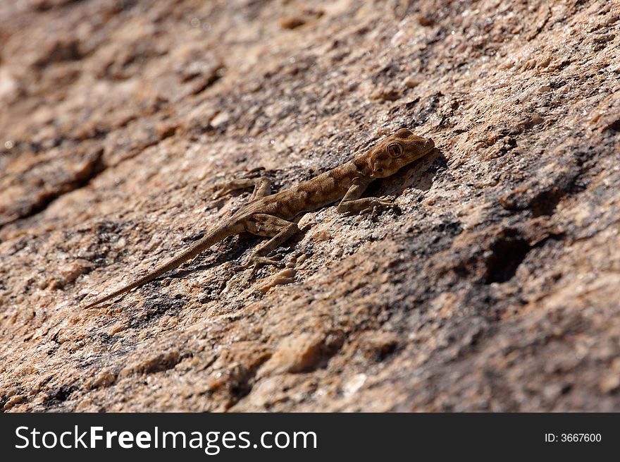 A camouflaged geko on a stone surface. A camouflaged geko on a stone surface