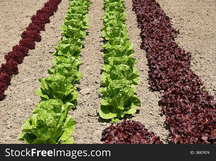 Rows of maroon colored organic lollo rossa and green romaine lettuces growing in earth. Rows of maroon colored organic lollo rossa and green romaine lettuces growing in earth.