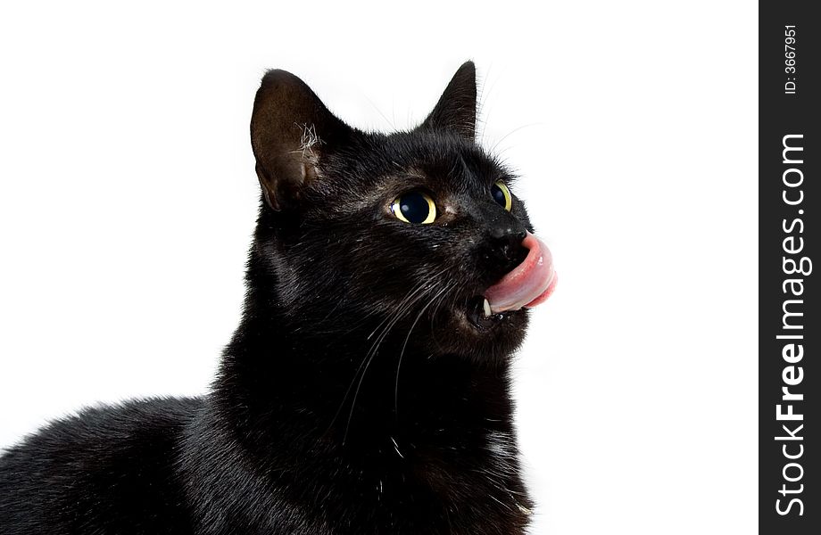 Black cat isolated on white