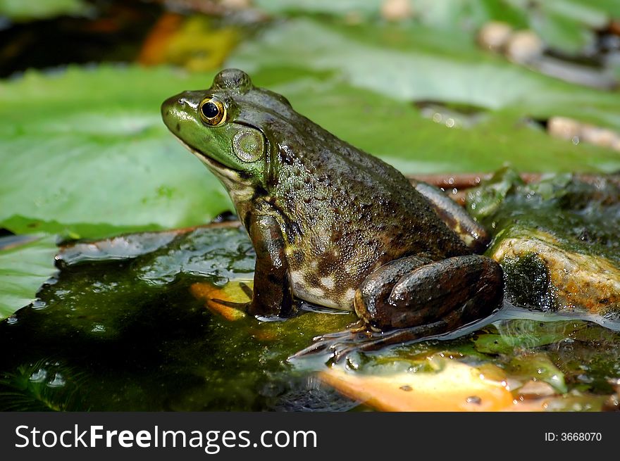 Close up of a lazy frog in a pond