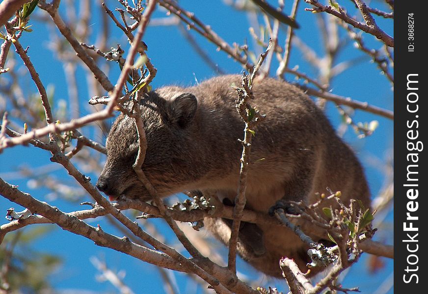 A rock hyrax grazing on buds in a tree in Botswana. A rock hyrax grazing on buds in a tree in Botswana