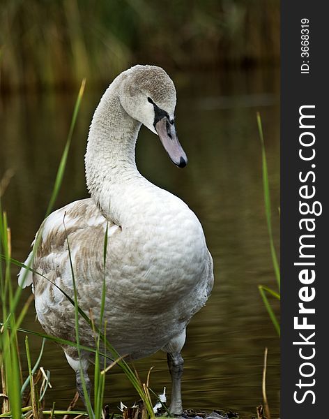 Young baby swan at the edge of lake. Young baby swan at the edge of lake