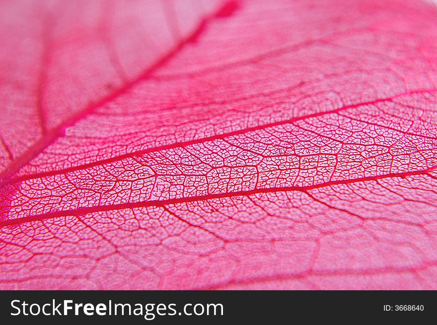 Close up of a dried red leaf showing its structure. Close up of a dried red leaf showing its structure