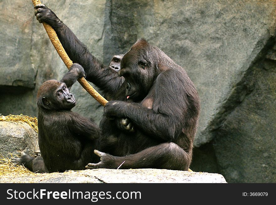 Family of Gorillas resting on a rock. Family of Gorillas resting on a rock