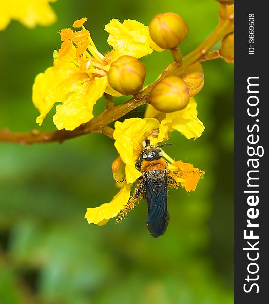 Wasp seeking out voraciously the nectar at the base of yellow flower and getting thoroughly coated in the flower's orange colored pollen