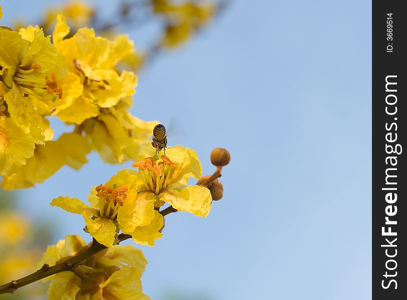 Bee in mid flight on its way to feed on a yellow flower against a pale blue sky. Bee in mid flight on its way to feed on a yellow flower against a pale blue sky