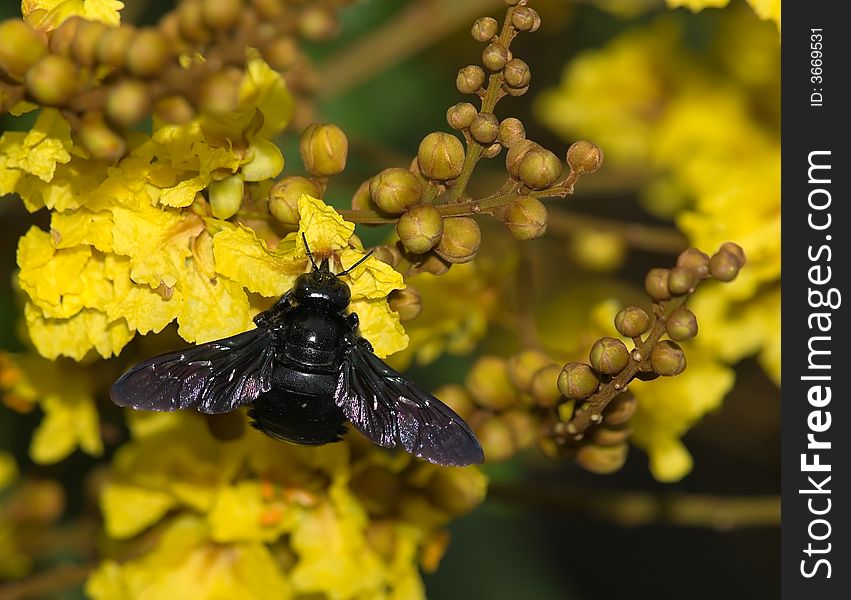 Giant carpenter bee (Xylocopa latipes) foraing amongst the yellow flowers in a tree early in the morning