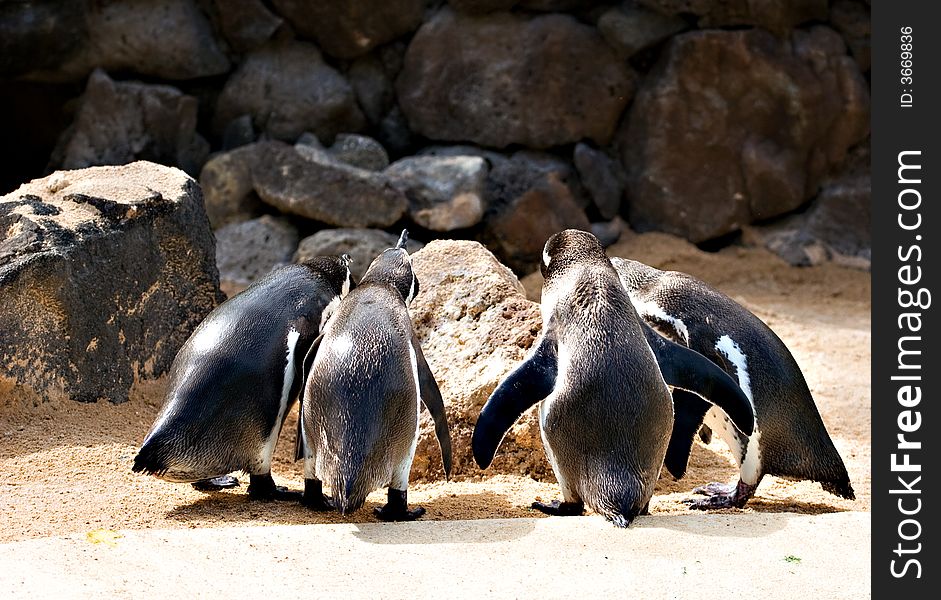 Four penguins in a sandy rocky area.