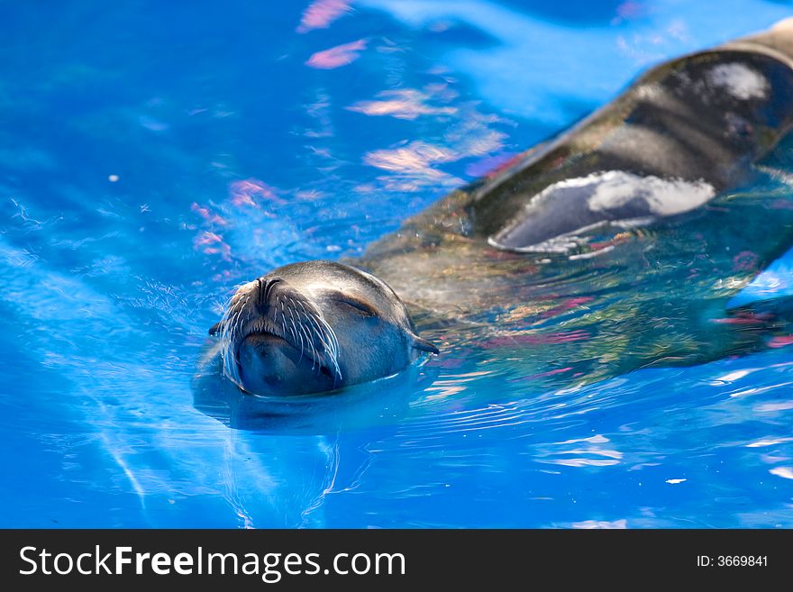 Sea lion swimming in clear blue water.