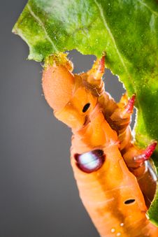 Butterfly Larva On Tree Royalty Free Stock Photography Butterfly Larva On Tree Royalty Free Stock Photography