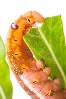 Butterfly Larva On Tree Royalty Free Stock Photo Butterfly Larva On Tree Royalty Free Stock Photo