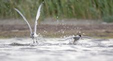 Sandwich Tern And Common Tern. Stock Images Sandwich Tern And Common Tern. Stock Images