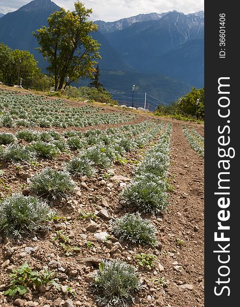 Culture en montagne de thym et plante aromatique. Culture en montagne de thym et plante aromatique