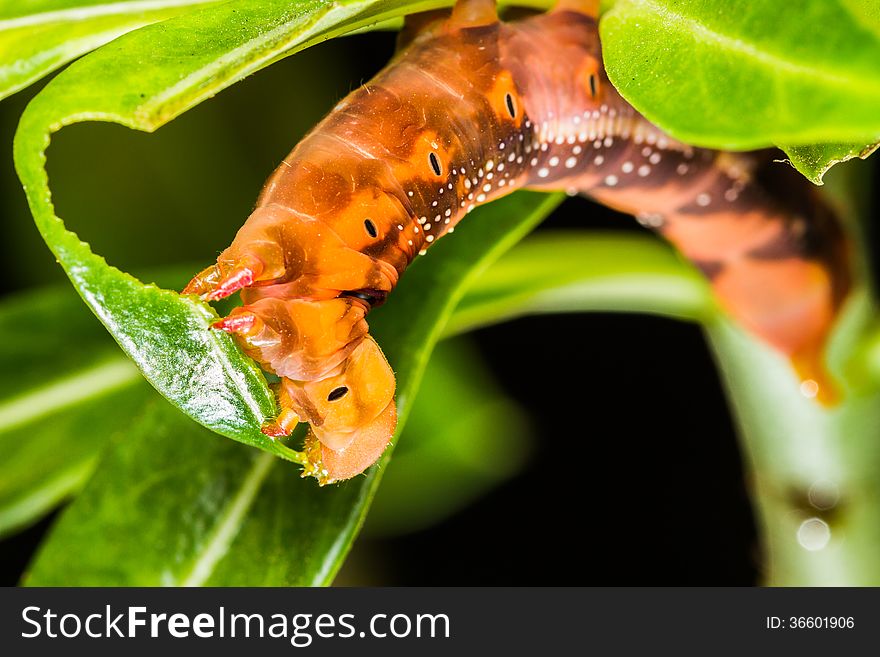 Butterfly larva on tree