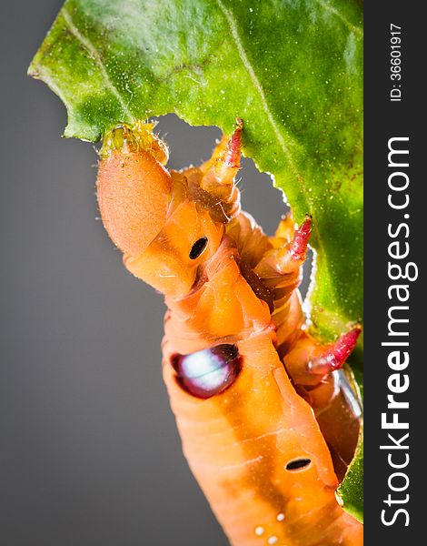 Butterfly larva eating green leaf. Butterfly larva eating green leaf