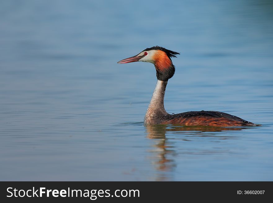 Side view of a Great Crested Grebe (Podiceps cristatus) in water. Side view of a Great Crested Grebe (Podiceps cristatus) in water.