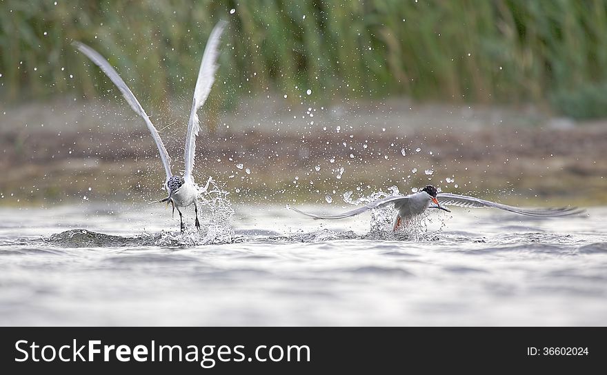 Sandwich Tern and Common Tern catch fish. Sandwich Tern and Common Tern catch fish.